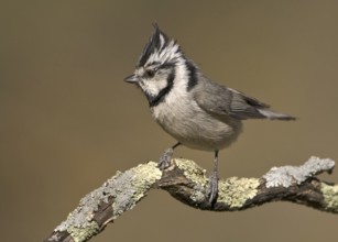 Bridled Titmouse (Baeolophus wollweberi), Arizona, USA
