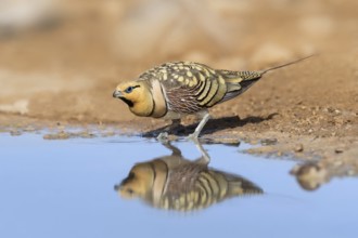 Pin-tailed Sandgrouse (Pterocles alchata) male at waterhole, Negev, Israel