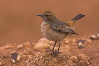 Red-rumped Wheatear (Oenanthe moesta) female, Morocco