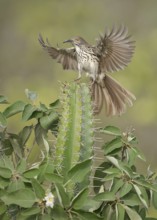 Long-billed Thrasher (Toxostoma longirostre) perched on a cactus, Texas, USA