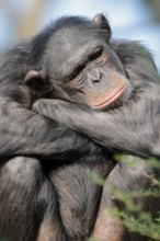 Chimpanzee (Pan troglodytes), female, captive, occurring in Africa, Malaysia