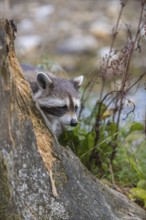 One Raccoon, procyon lotor, looking for food on a rotten tree stump
