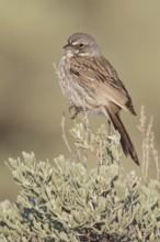 Sagebrush Sparrow (Artemisiospiza nevadensis) perched on a branch in central Washington State, USA