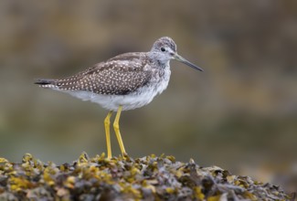 Greater Yellowlegs (Tringa melanoleuca), British Columbia, Canada