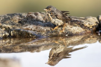 Subalpine Warbler (Sylvia cantillans) juvenile, Castile and Leon, Spain