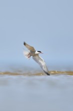 Elegant tern (Thalasseus elegans) flying in the sky above the sea, hunting, ebro delta, Catalonia,