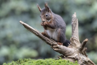 Squirrel (Sciurus vulgaris), Emsland, Lower Saxony, Germany