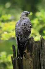 Honey buzzard (Pernis apivorus), adult, perch, vigilant, in summer, Šumava, Czech Republic
