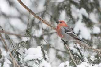 Pine Grosbeak (Pinicola enucleator) male perched in snowy tree, Wyoming, USA