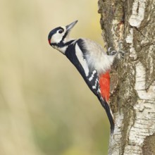 Great spotted woodpecker (Dendrocopus major), male, foraging on the trunk of a common birch (Betula