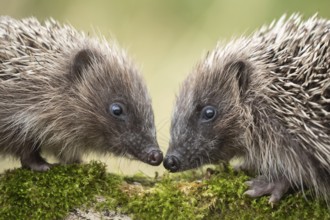 European hedgehog (Erinaceus europaeus) two adult animals greeting each other on a moss covered