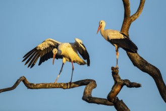 White Stork (Ciconia ciconia), North Rhine-Westphalia, Germany
