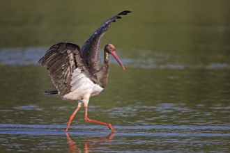 Black Stork (Ciconia nigra) foraging, Saxony-Anhalt, Germany