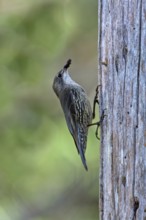 White-throated Treecreeper (Cormobates leucophaea) male, Australia