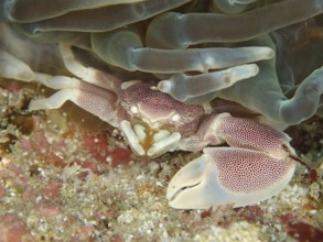 Spotted porcelain crayfish (Neopetrolisthes maculatus)
