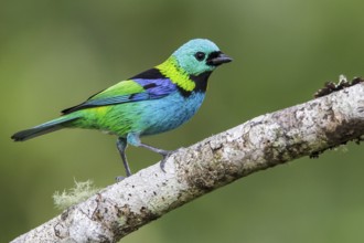 Green-headed Tanager (Tangara seledon) perched on a branch in the Atlantic rainforest of southeast