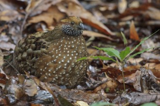 Spotted Wood Quail (Odontophorus guttatus) feeding on the ground in Costa Rica