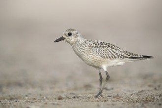 Grey Plover (Pluvialis squatarola), Mecklenburg-Western Pomerania, Germany