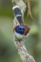 Emperor Fairywren (Malurus cyanocephalus) perched on a branch in Papua New Guinea