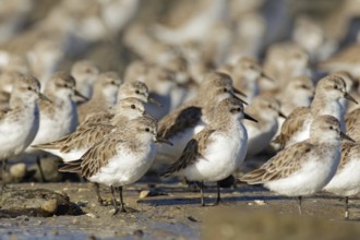 Red-necked Stint (Calidris ruficollis), Victoria, Australia