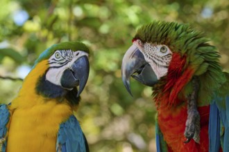 Two colourful parrots sitting side by side in a tropical environment, Dark-red Macaw (Ara
