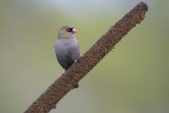 Beautiful Firetail (Stagonopleura bella) perched on a branch, Victoria, Australia