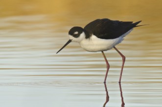 Black-necked Stilt (Himantopus mexicanus), Arizona, USA