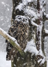 Eurasian eagle-owl (Bubo bubo), European eagle owl with face covered in snow perched in tree during