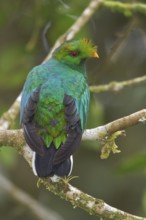 Crested Quetzal (Pharomachrus antisianus) perched on a branch in Ecuador, South America