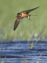 Barn Swallow (Hirundo rustica) flying, Texas, USA