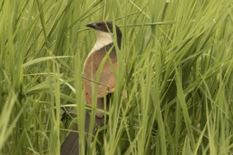 Senegal Coucal (Centropus senegalensis), Gambia