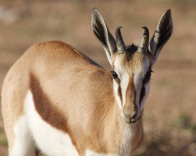 Springbok (Antidorcas marsupialis), young animal, feeding on plants, animal portrait, head