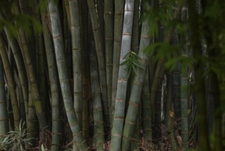A dense bamboo grove located in the lush, serene forests of Sri Lanka. The tall green stalks and
