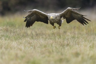 White-tailed Eagle (Haliaeetus albicilla) flying, Kutno, Poland