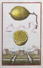 Lemons on a branch, cut-out citrus fruit, baroque garden, orangery culture, Nuremberg, copper