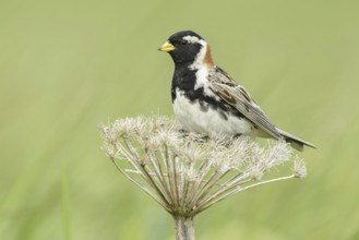 Lapland Longspur (Calcarius lapponicus) male, Alaska, USA