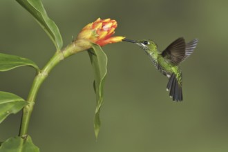 Green-crowned Brilliant (Heliodoxa jacula), Costa Rica