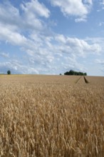 Ripe barleys (Hordeum vulgare), cloudy sky, Middle Franconia, Bavaria, Germany