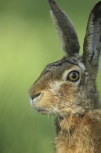 European hare (Lepus europaeus) portrait, Allgäu, Bavaria, Germany