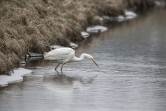 Great White Egret (Ardea alba), Emsland, Lower Saxony, Germany