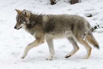 European Wolf (Canis lupus) adult in snow, Sweden