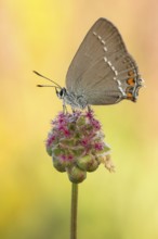 Der Kleinen Schlehenzipfelfalter (Satyrium acaciae) auf kleinem Wiesenknopf