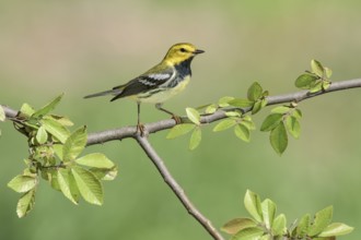 Black-throated Green Warbler (Setophaga virens) male, Texas, USA
