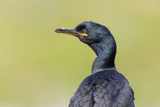 Cormorant, (Phalacrocorax carbo), animals, birds, family of cormorants, portrait, Luisenpark,