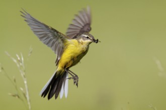 Western Yellow Wagtail (Motacilla flava) flying, Lower Saxony, Germany
