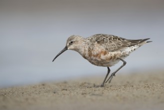 Curlew Sandpiper (Calidris ferruginea) foraging, Mecklenburg-Western Pomerania, Germany
