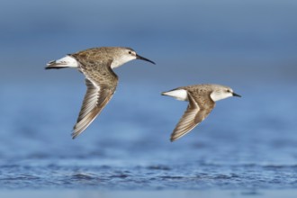 Curlew Sandpiper & Red-necked Stint (Calidris ferruginea & Calidris ruficollis) flying, Victoria,