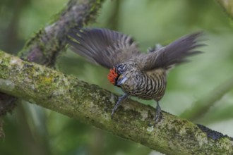 White-barred Piculet (Picumnus cirratus) perched on a branch in the Atlantic rainforest of