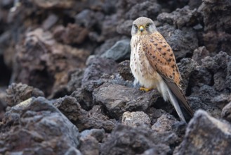 Kestrel, (Falco tinnunculus), perches on rocks, Canary Islands, animals, birds, falcons, foraging,