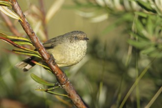 Buff-rumped Thornbill (Acanthiza reguloides), Victoria, Australia